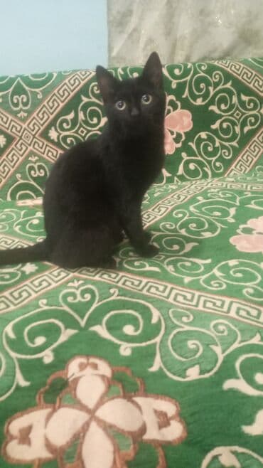 отдам в добрые руки: Кошка даром: Беспородная, 3 месяца, Девочка, Приучена к лотку — 1