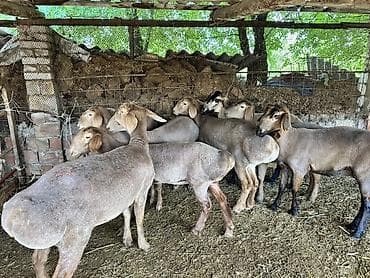 романский кой: Продаю | Овца (самка) | Гиссарская, Полукровка, Арашан | Для разведения | Племенные — 1