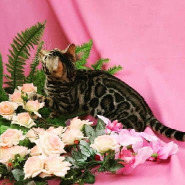 сколько стоит котенок британской золотой шиншиллы: Внимание бишкек .!! . Питомник бен гла мур предлагает чудесных — 14