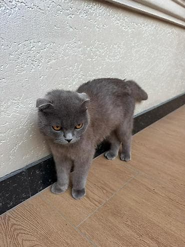 купить мальков осетра: Шотландская вислоухая кошка (Scottish Fold), окрас: сплошной голубой — 2