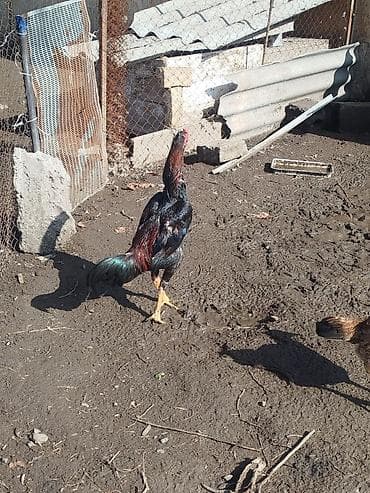 А/ч жаныбарлары үчүн тоюттар: Сатам | Короздор | Тебиштирүүчү | Көбөйтүү үчүн — 2