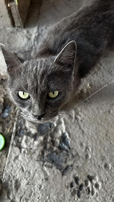 Животные: Милые серые котята ищут дом🐾 Окрас разный: серый дымчатый — 6