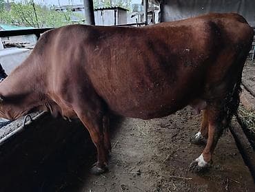 курица домашняя цена: Продаю | Корова (самка) | Для молока | Привязанные — 2