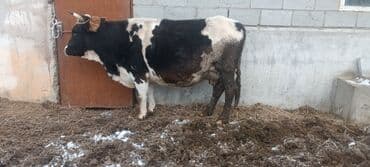 Продается корова черно-пестрой масти с рогами. Крупная, широкотелая, с