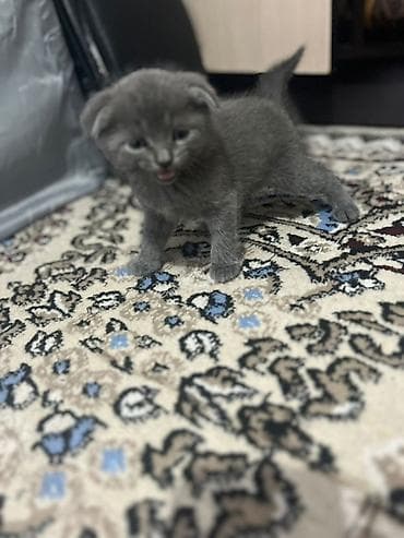 голубей: Скотиш Фолд (Шотландская вислоухая), 1 месяц, Девочка, Голубой, Приучена к лотку — 2