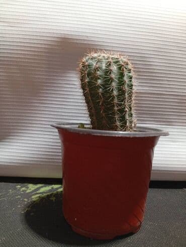 Сушилки: Продаю кактус и суккуленты 1, крассула Хоббит - 250 сом 2, кактус- 50 — 2