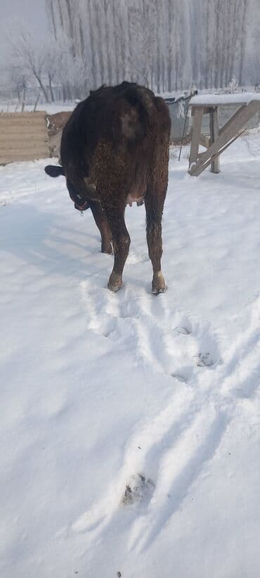 обмен на лошадь: Продаю | Тёлка | Швицкая | Для молока | Стельные — 6