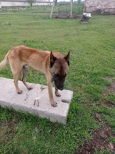 бельгийская кошка цена: Бельгийский Жана немецкий овчарка Экоотен мал айдайт. Бельгийский — 4