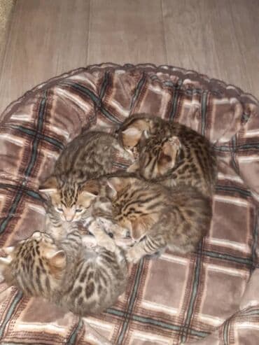 рыжий котенок купить: Бенгальская, 1 месяц, Мальчик, Приучена к лотку — 3