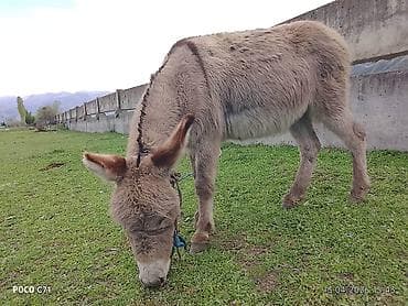 ат бишкек: Осёл (домашний), серо-бурый, пушистый, компактного роста. Основные — 5