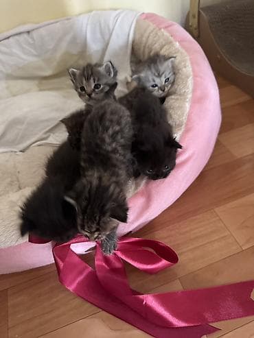 Котята домашние, пушистые комочки радости. На фото помёт из нескольких