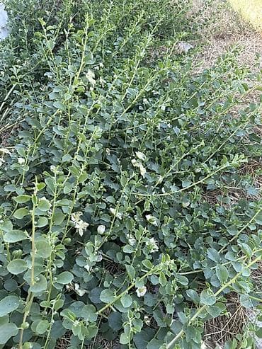 гортензия купить: Почвопокровное растение с мелкими белыми цветками - Пышный стелющийся — 1