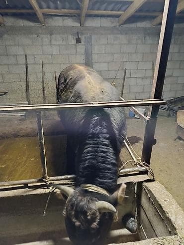 бычки на откорм: Продаю | Бык (самец) | На откорм | Привязанные — 1