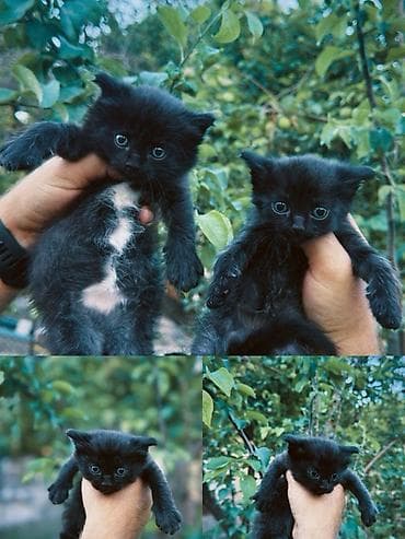 черная кошка: 1 месяц, Мальчик, Приучена к лотку — 1