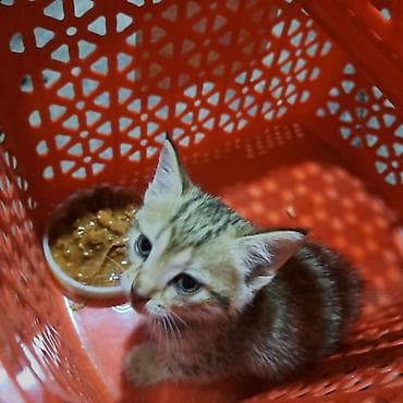 Животные: Кошка даром: Беспородная, 1 месяц, Девочка — 4