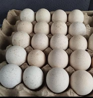 продаю яицо: Продаю | Инкубационные яйца | Черный принц | Для разведения | Племенные — 1