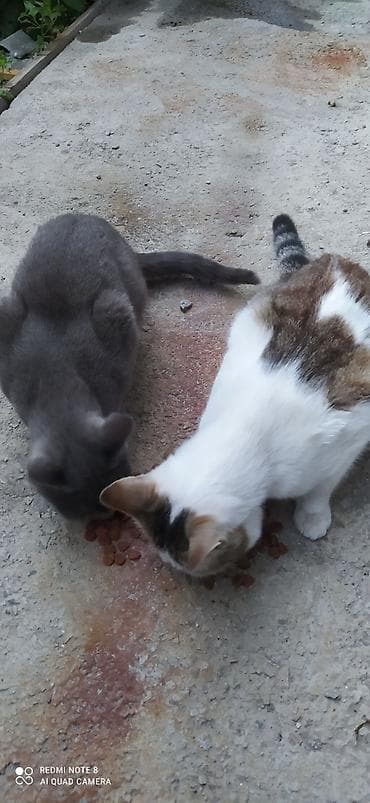 русская голубая кошка: Кошка даром: Русская голубая, Девочка — 3