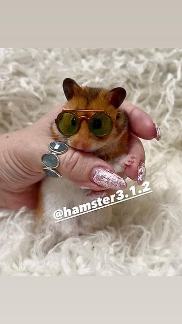 Услуги ветеринара: Продаются хомячки джунгарские, сирийские, ангорские пушистые хомячки — 6