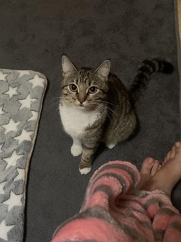 Мышыктар: Породасыз, 1 жаш, Ургаачы, Лотокко барууга үйрөтүлгөн — 4