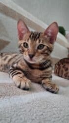 отдам котенка в добрые руки: На бронь бенгальские котята,свободны две девочки,к переезду будут — 18