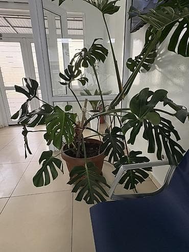 монстера альба: Монстера делициоза (Monstera deliciosa) в крупном горшке - — 1