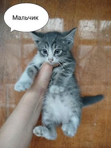кошка майкун: Котята в добрые руки. Только заботливым ответственным людям! - Пол — 4