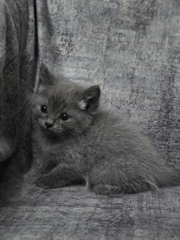шотландская кошка цена бишкек: Скотиш Фолд (Шотландская вислоухая), 1 месяц, Мальчик, Серый — 3