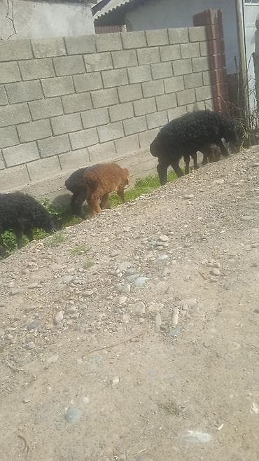 Айыл-чарба жаныбарлары: Сатам | Козу | Көбөйтүү үчүн | Ургаачы — 1