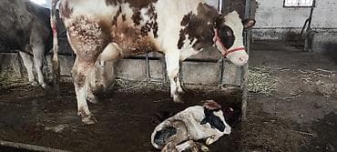 Ветеринар кызматы: Сатам | Уй (ургаачы) | Көбөйтүү үчүн, Сүт алуу үчүн — 6