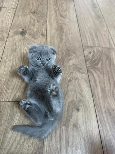 шотландский кот: Шотландские вислоухие котята Описание: - Порода: шотландская — 4