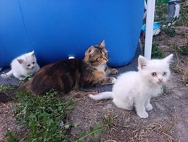 cane corso: Котята от породистой кошки - Помёт: 4:котенк(3 девочки 1 мальчик)от — 1