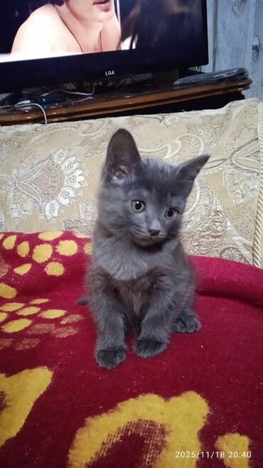 корм для кошек и котят: Котята в добрые и ответственые руки. Кушают все и китекет тоже. Кашку — 9