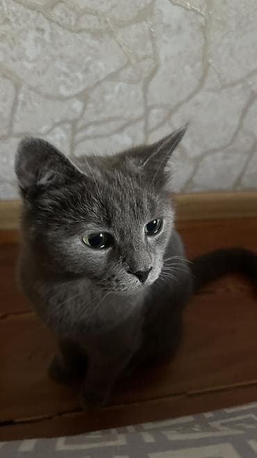 кой кырку: Кошка породы Британки Особенности: - Спокойная,ласковая - Аккуратная — 1