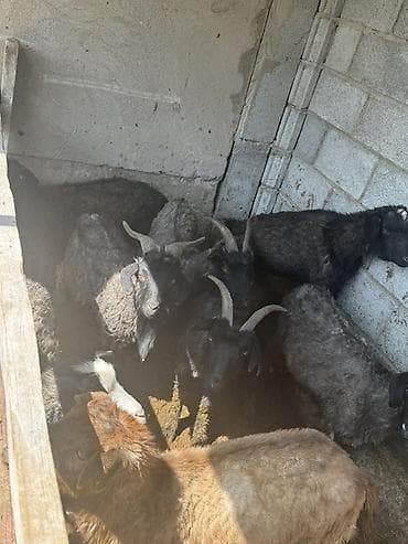 хлеб на корм животным: Продаю | Коза (самка) | Для разведения — 3