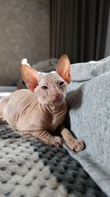 день сяпина: Донской сфинкс, 2 месяца, Девочка, Белый, Приучена к лотку, Проглистована — 6