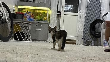 Кошки: Отдадим даром!!! Милый добрый котик ищет любящий дом! Котёнок — 2