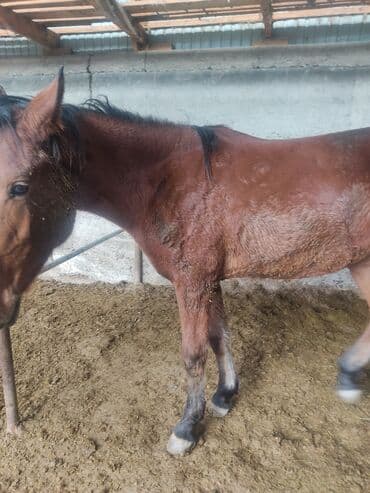 французский бульдог купить: Продаю | Кобыла (самка) | Полукровка | Для разведения — 4