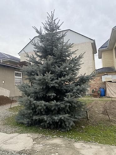 Уруктар жана көчөттөр: Ель голубая — крупномер для сада и участка. Могу уступить в цене — 3