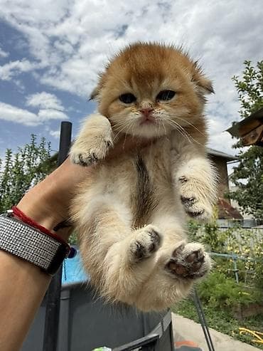 котята ош: Скотиш Фолд (Шотландская вислоухая), 1 месяц, Девочка, Золотая шиншилла, Приучена к лотку, Проглистована, С документами — 7