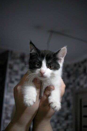 африканские сом малек: Кошка даром: Беспородная, 1 месяц, Мальчик, Метис — 5