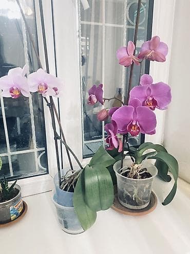 орхидей: Орхидеи фаленопсис в прозрачных горшках. - Окраска цветков — 3