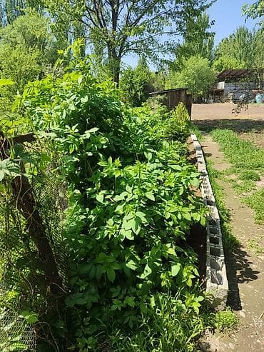 5000 сом кино: Продается дом на участке 18 соток, возле таможни Кордай, имеется — 7