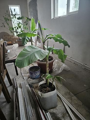 фикус тинеке: Комнатные бананы (Musaceae) в горшках - Вид: декоративные банановые — 2