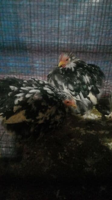 ак кеклик: Сатам | Тооктор | Көбөйтүү үчүн — 9