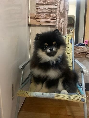 собаки лайки: Шпиц, 5 месяцев, Самец — 3