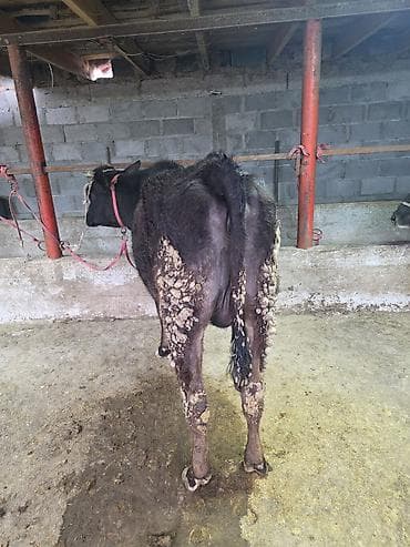 А/ч жаныбарлары үчүн тоюттар: Сатам | Уй (ургаачы) — 8