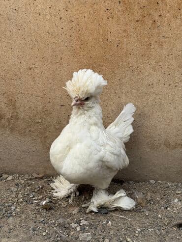 Продам пару султанок