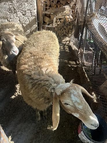 продаю крысу: Продаю | Баран (самец) | Полукровка | На забой | Племенные — 3