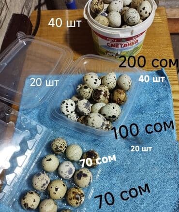 Продаю яйца перепелов пищевые