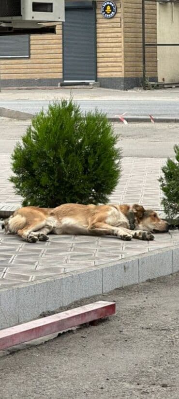 лабрадор собака: Собака даром: 2 месяца, Самка — 3